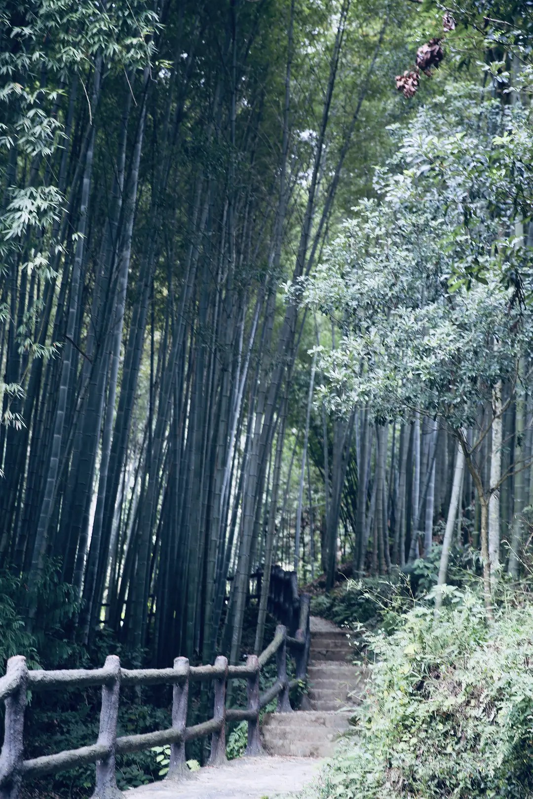 上寨的竹林步道
